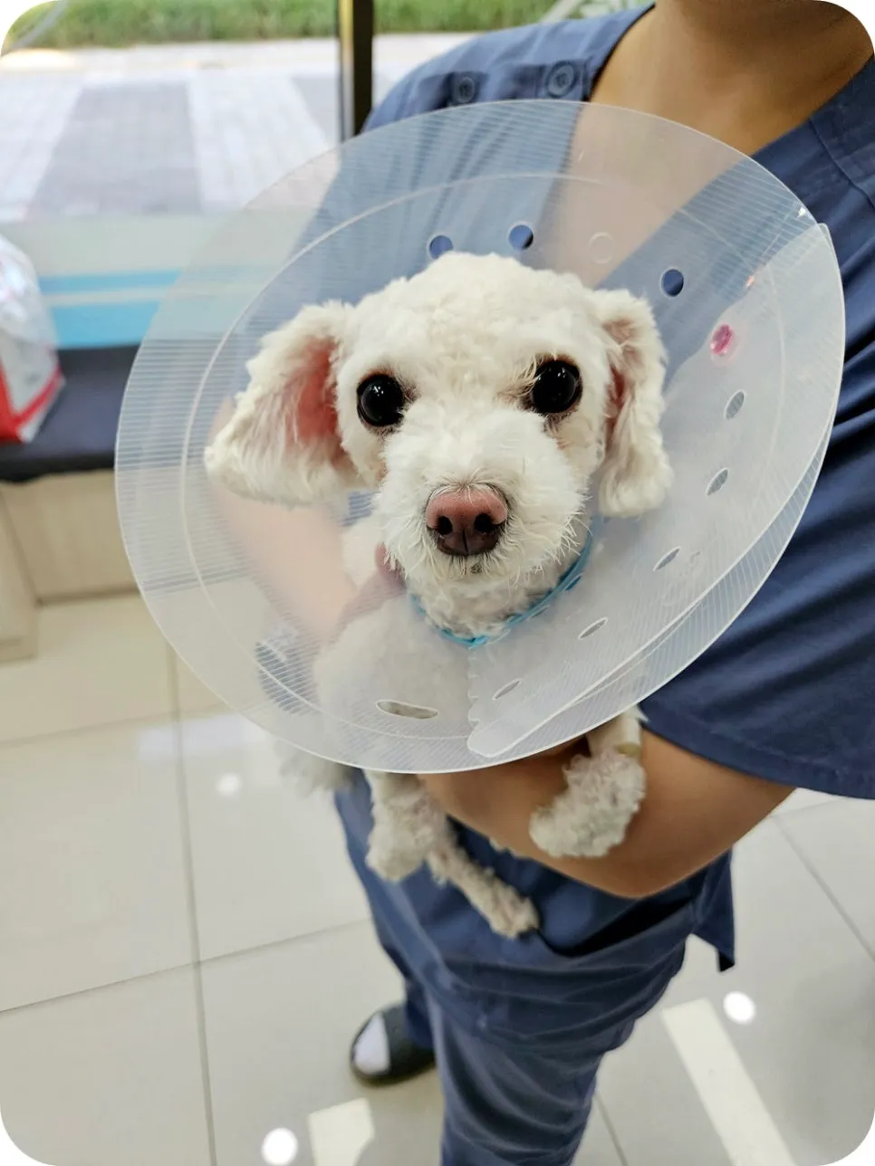 비숑 슬개골 수술 후기: 3기 탈구 양측 교정 경험 — 사진 7