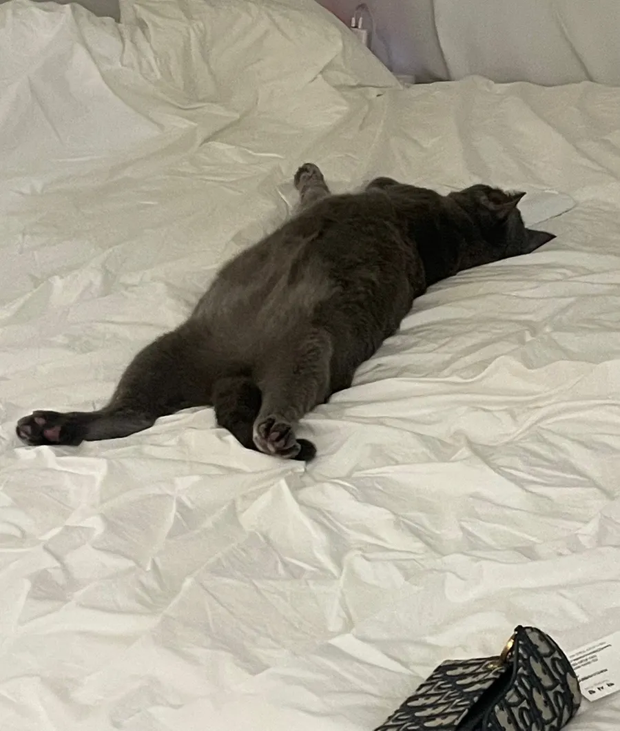 고양이 유선종양 부분적출 비용 및 후기: 합정 아이엠동물병원 — 사진 3