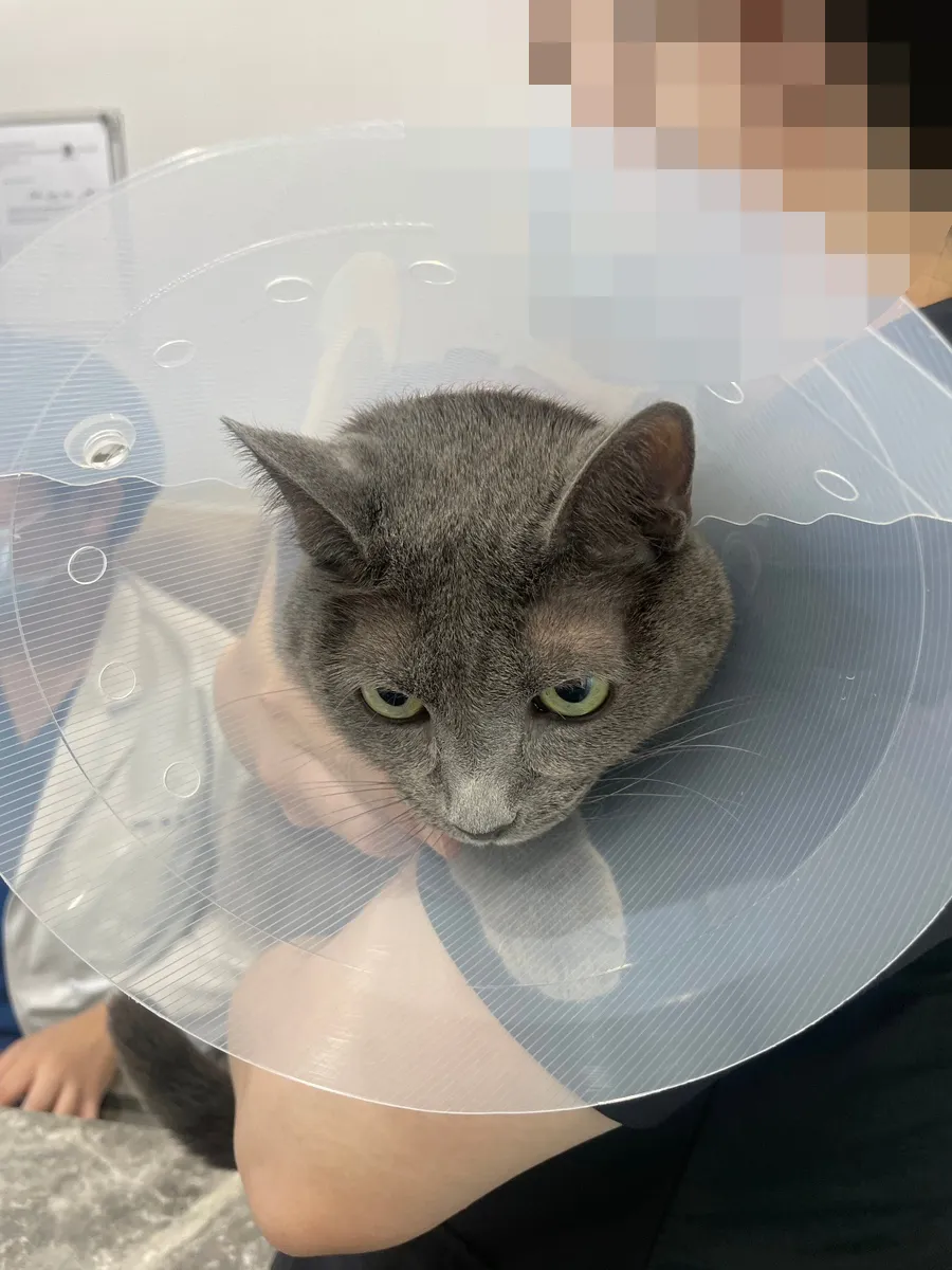 고양이 유선종양 부분적출 비용 및 후기: 합정 아이엠동물병원 — 사진 5