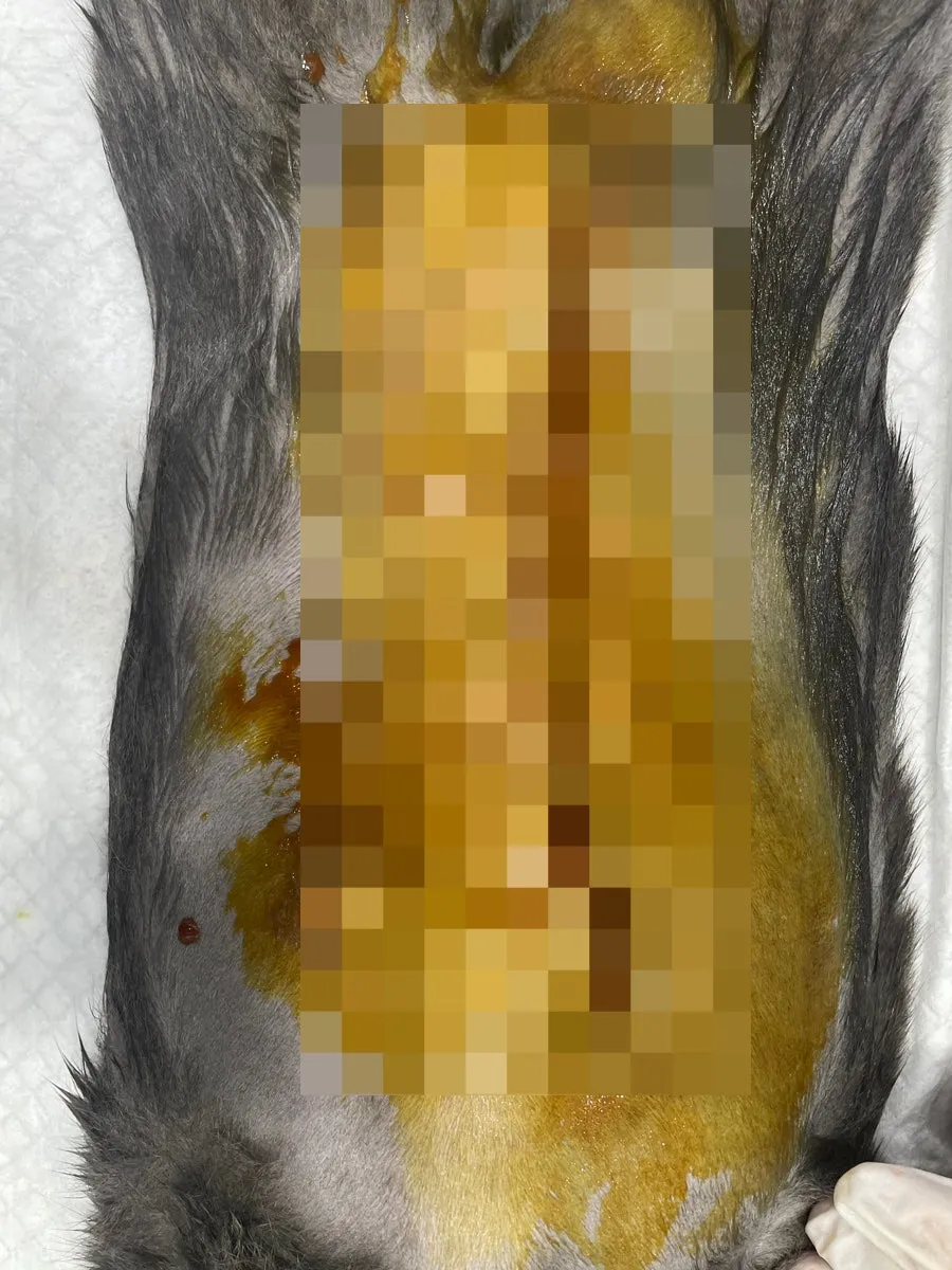 고양이 유선종양 부분적출 비용 및 후기: 합정 아이엠동물병원 — 사진 6
