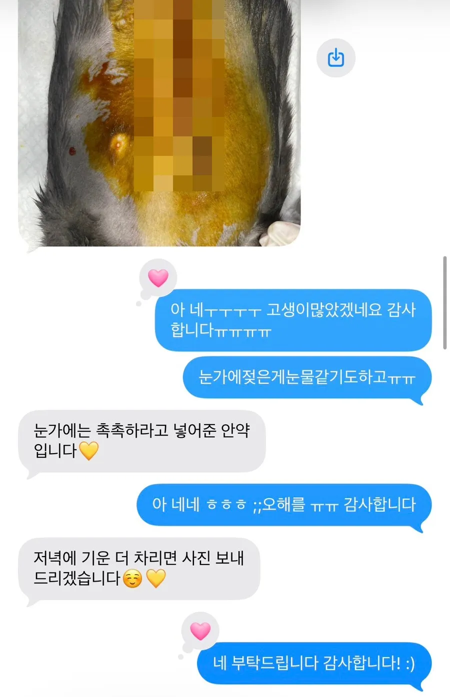 고양이 유선종양 부분적출 비용 및 후기: 합정 아이엠동물병원 — 사진 7