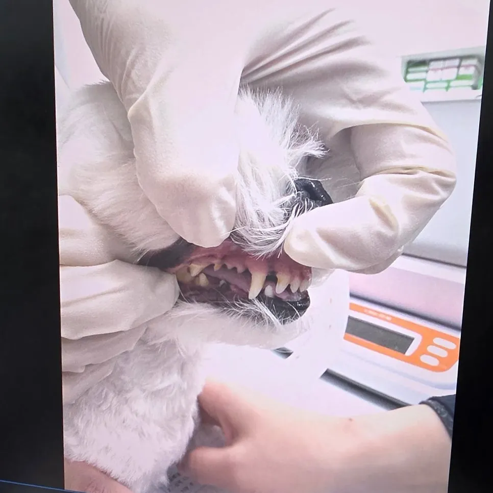 강아지 치석 스케일링 비용, 마취 과정 및 회복 후기 — 사진 3