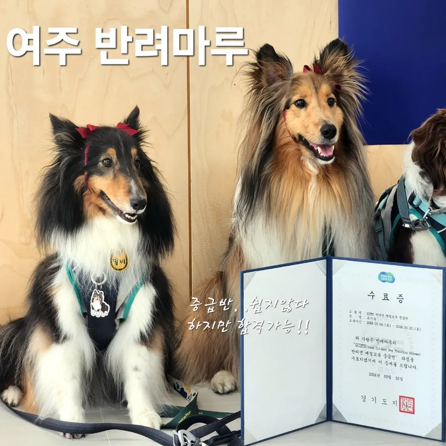 여주 반려마루 중급반: 매트 훈련 완벽 정복 후기