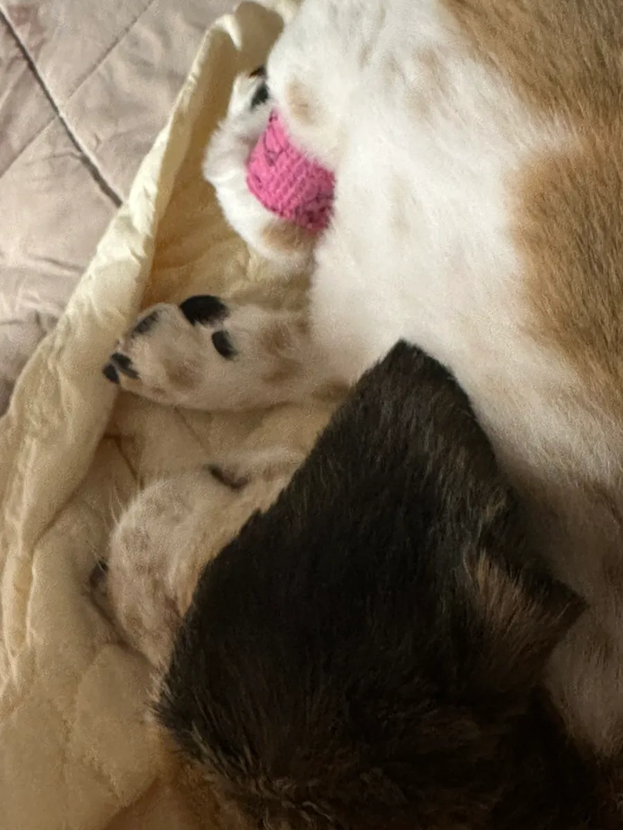 강아지 과오종 제거 수술 후기: N동물병원 비용 및 회복 과정 — 사진 7
