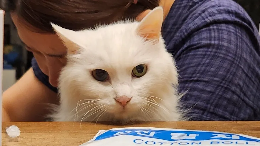 고양이 장례 '펫포레스트 김포' 이용 후기 및 절차 안내 — 사진 17