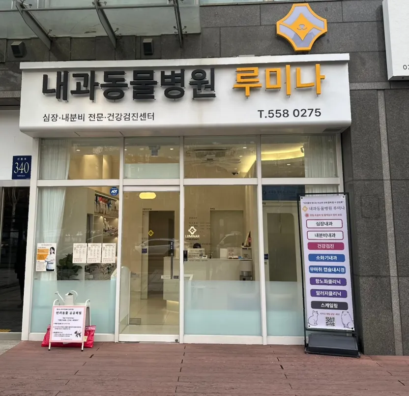 대치동 고양이 건강검진 비용 및 후기: 루미나 내과동물병원