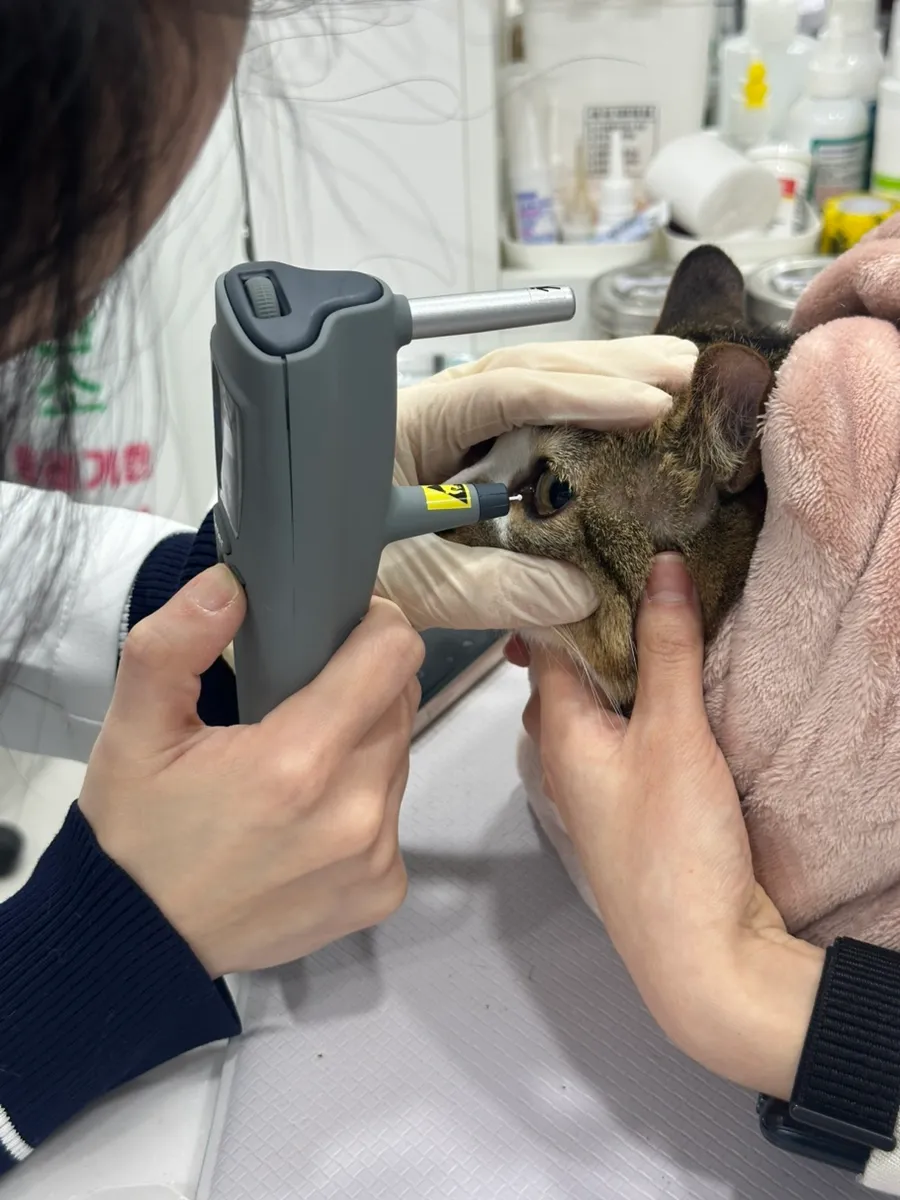 대치동 고양이 건강검진 비용 및 후기: 루미나 내과동물병원 — 사진 2