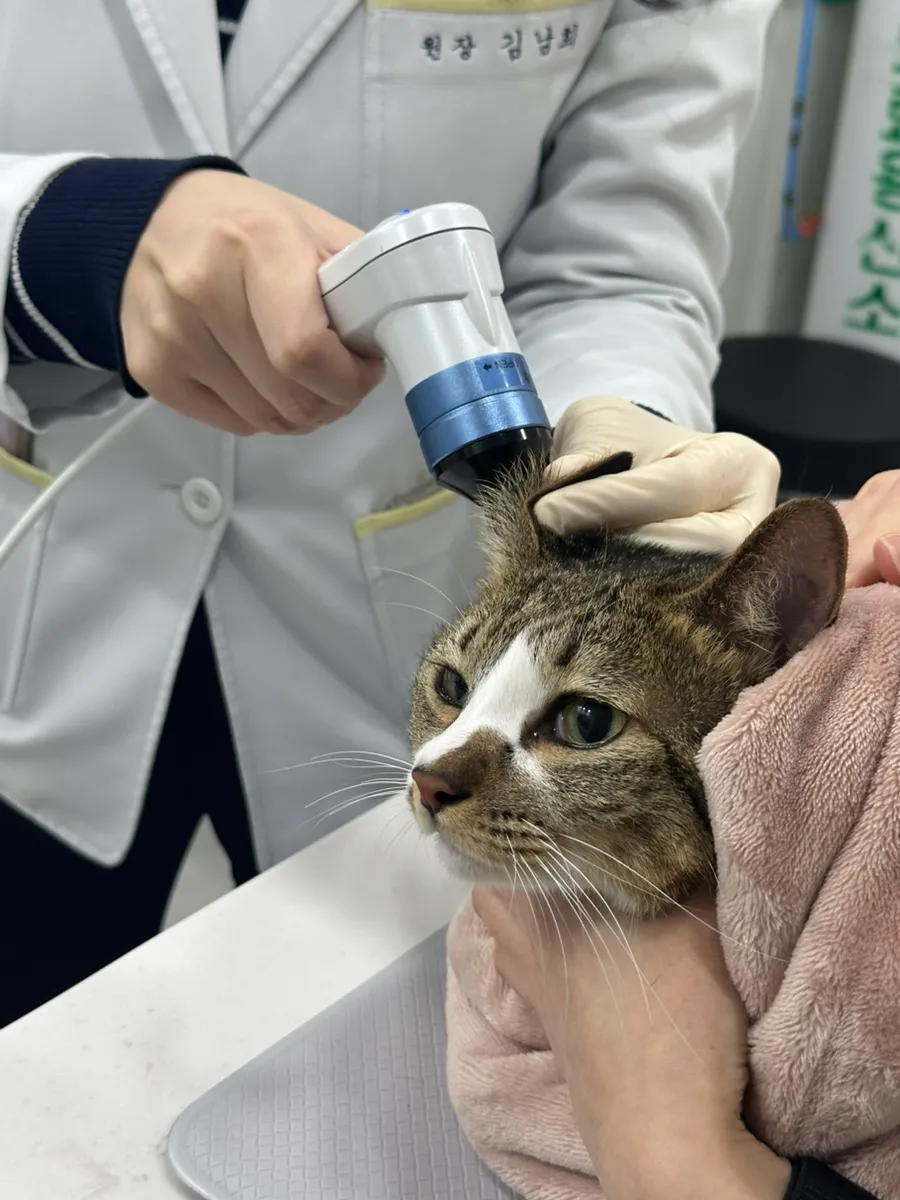대치동 고양이 건강검진 비용 및 후기: 루미나 내과동물병원 — 사진 3