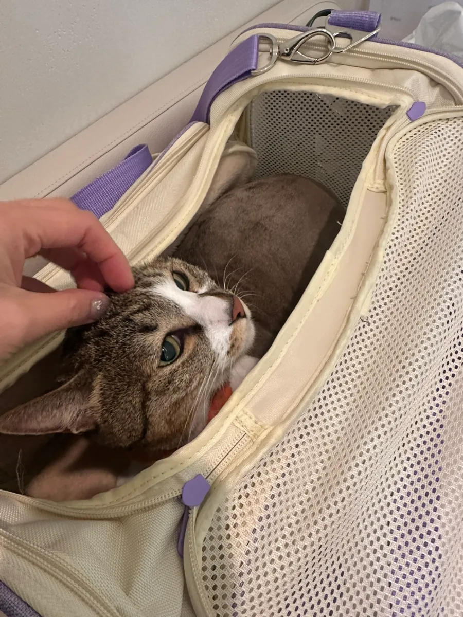 대치동 고양이 건강검진 비용 및 후기: 루미나 내과동물병원 — 사진 10