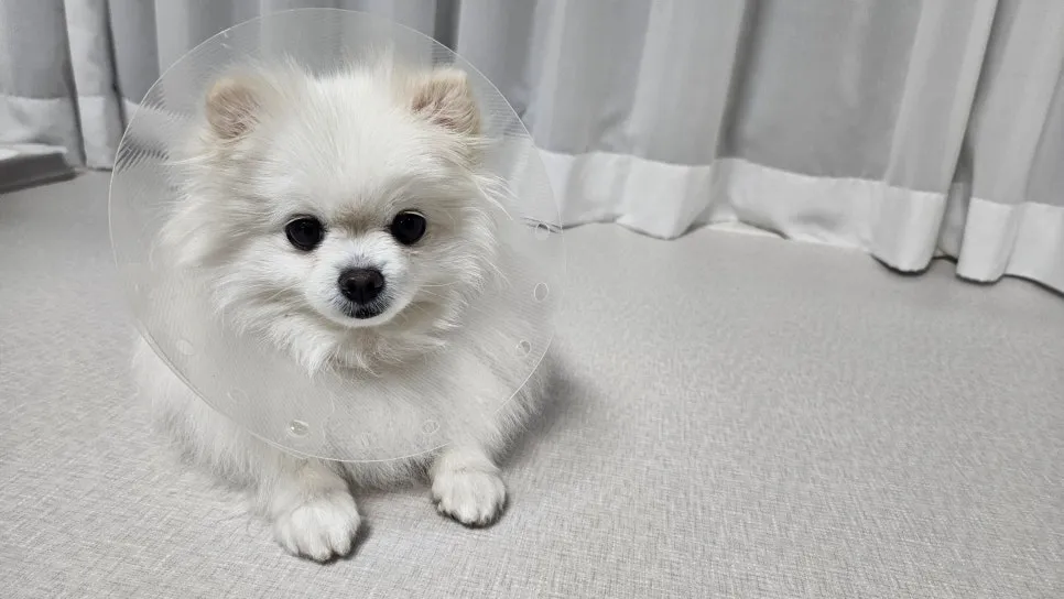 강아지 중성화 수술, 필수일까? 비용·회복·부작용 완벽 분석 — 사진 2