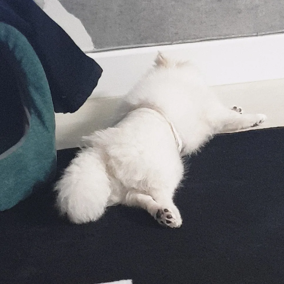 강아지 중성화 수술, 필수일까? 비용·회복·부작용 완벽 분석 — 사진 6