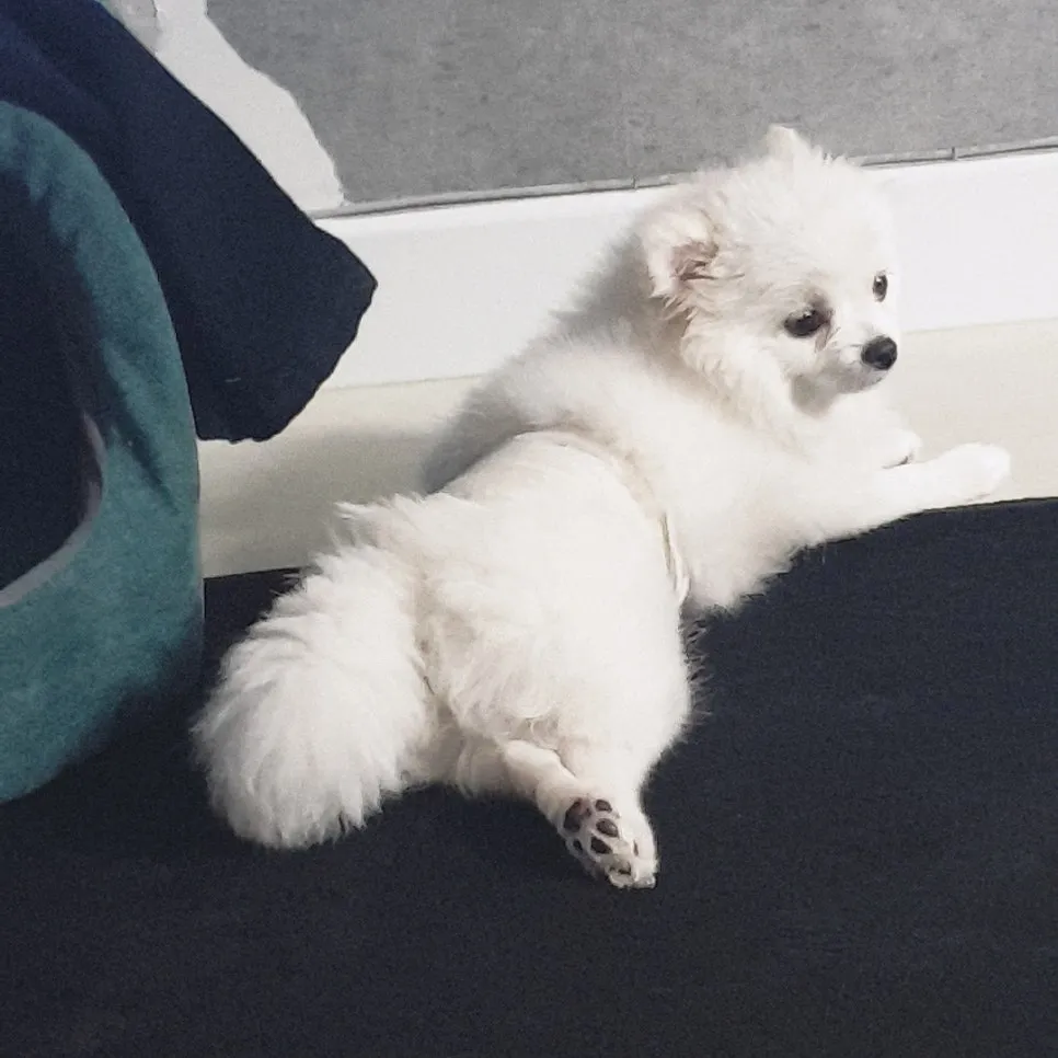강아지 중성화 수술, 필수일까? 비용·회복·부작용 완벽 분석 — 사진 7