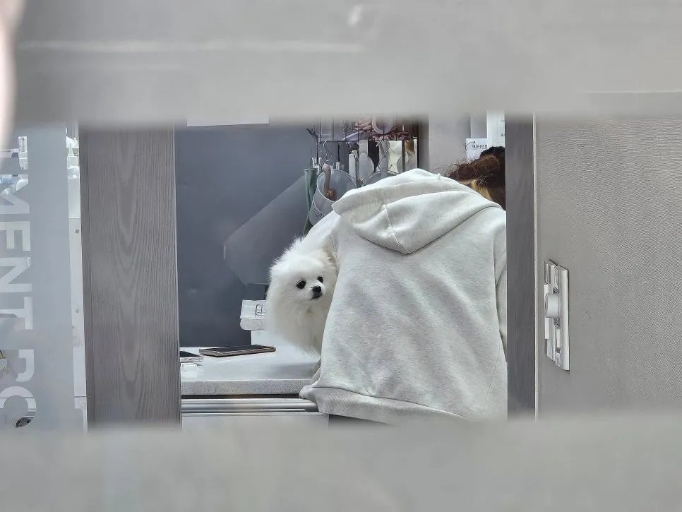 강아지 중성화 수술, 필수일까? 비용·회복·부작용 완벽 분석 — 사진 8