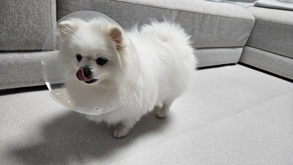 강아지 중성화 수술, 필수일까? 비용·회복·부작용 완벽 분석 — 사진 9
