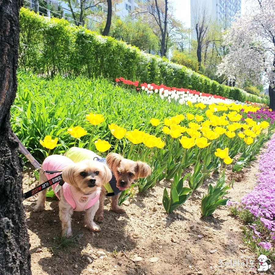 전남 영광 댕댕이꽃마을 시츄 입양 후기 및 절차 안내 — 사진 2