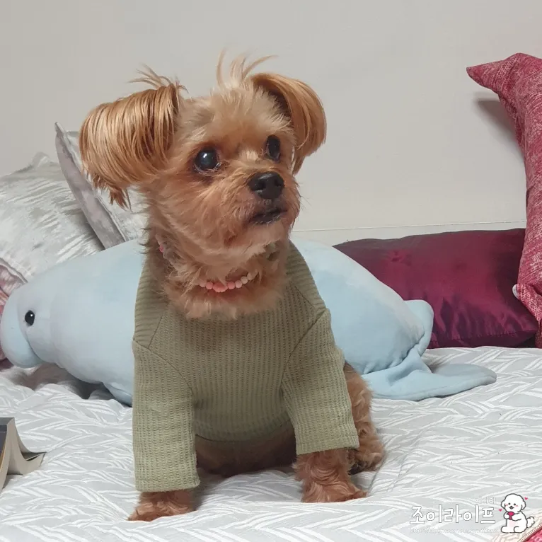 전남 영광 댕댕이꽃마을 시츄 입양 후기 및 절차 안내 — 사진 5