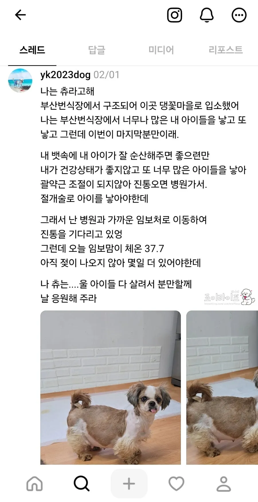 전남 영광 댕댕이꽃마을 시츄 입양 후기 및 절차 안내 — 사진 7