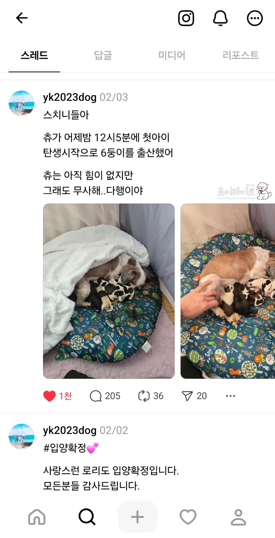 전남 영광 댕댕이꽃마을 시츄 입양 후기 및 절차 안내 — 사진 8