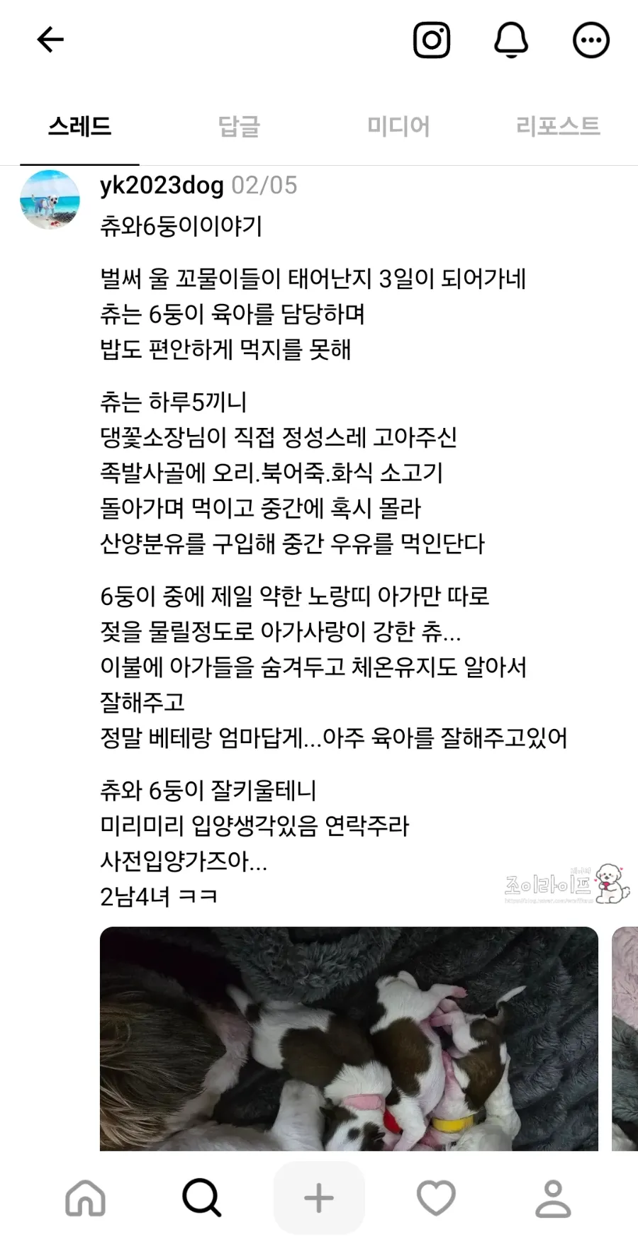 전남 영광 댕댕이꽃마을 시츄 입양 후기 및 절차 안내 — 사진 9