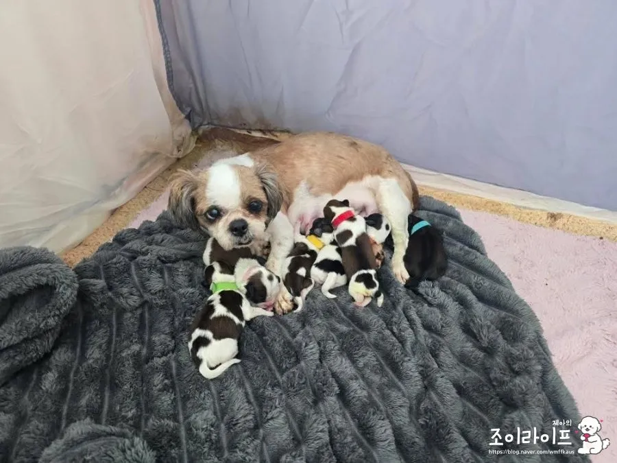 전남 영광 댕댕이꽃마을 시츄 입양 후기 및 절차 안내 — 사진 11