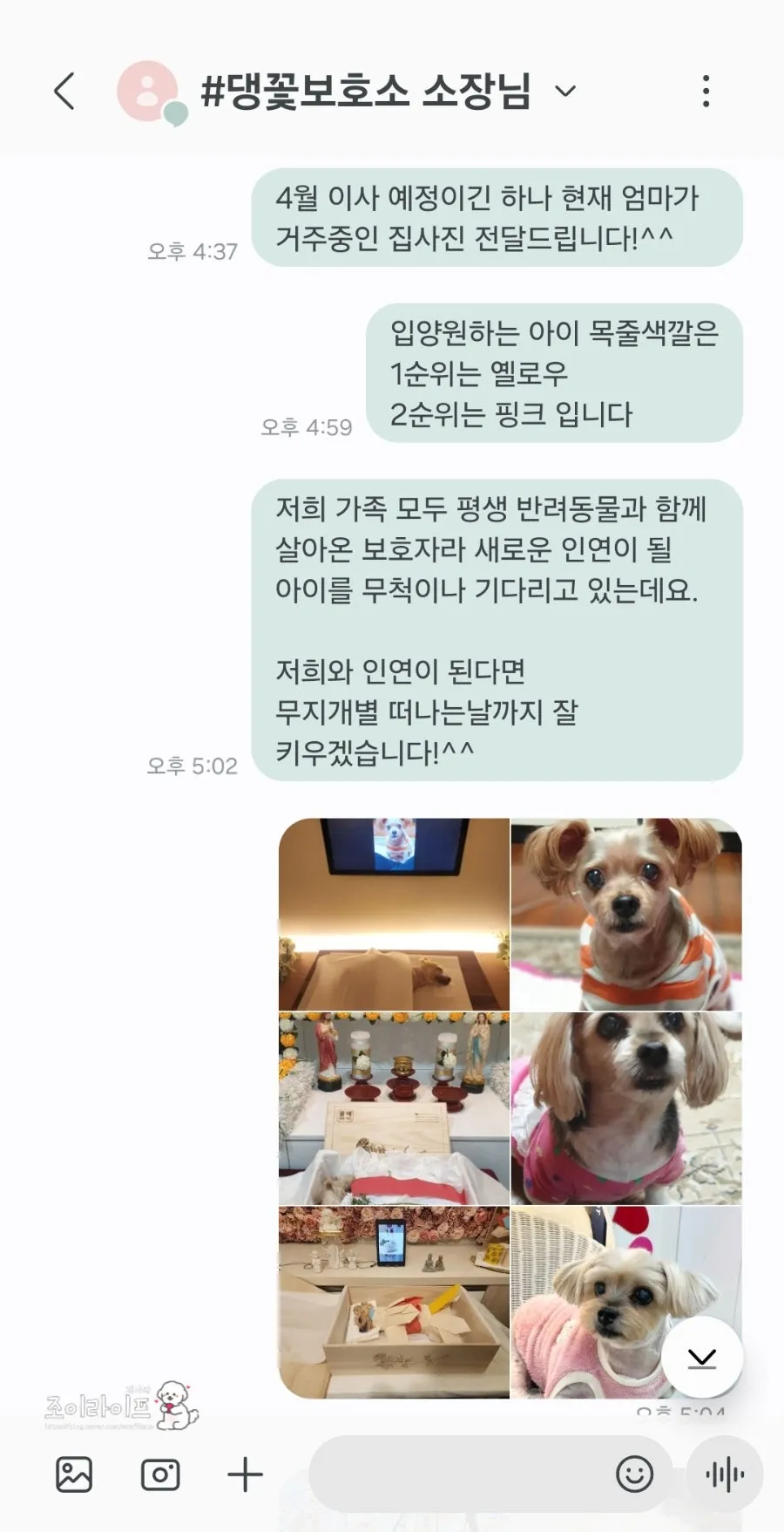 전남 영광 댕댕이꽃마을 시츄 입양 후기 및 절차 안내 — 사진 13
