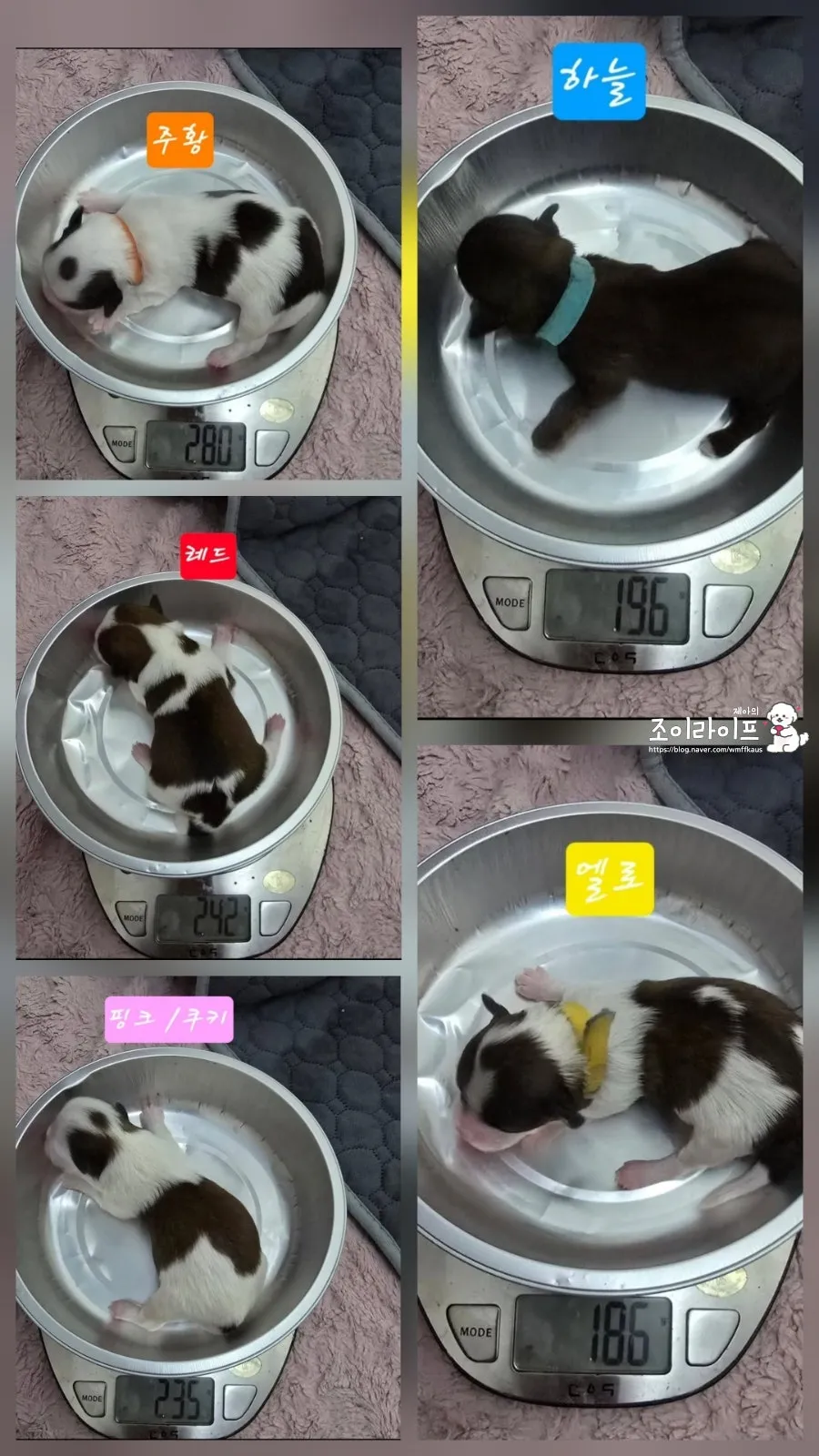 전남 영광 댕댕이꽃마을 시츄 입양 후기 및 절차 안내 — 사진 14