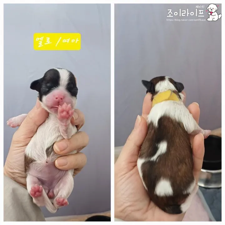 전남 영광 댕댕이꽃마을 시츄 입양 후기 및 절차 안내 — 사진 15