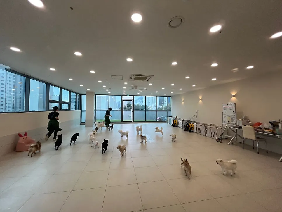 동래구 애견호텔 맘바이, 넓은 룸과 합리적 가격으로 안심 위탁 — 사진 5