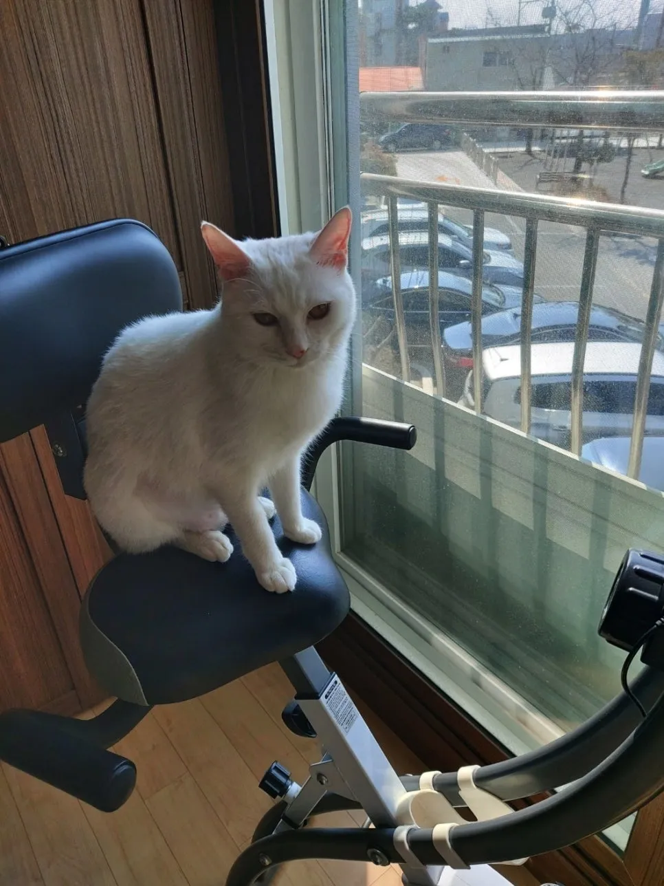 고양이 고관절 수술 후기: VIP동물의료센터 서초점 FHNO 비용 및 회복 — 사진 12