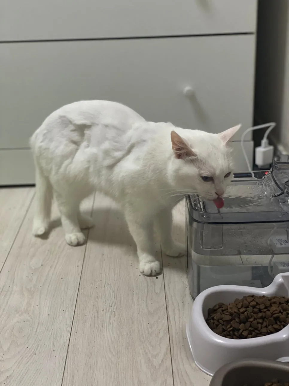 고양이 고관절 수술 후기: VIP동물의료센터 서초점 FHNO 비용 및 회복 — 사진 14