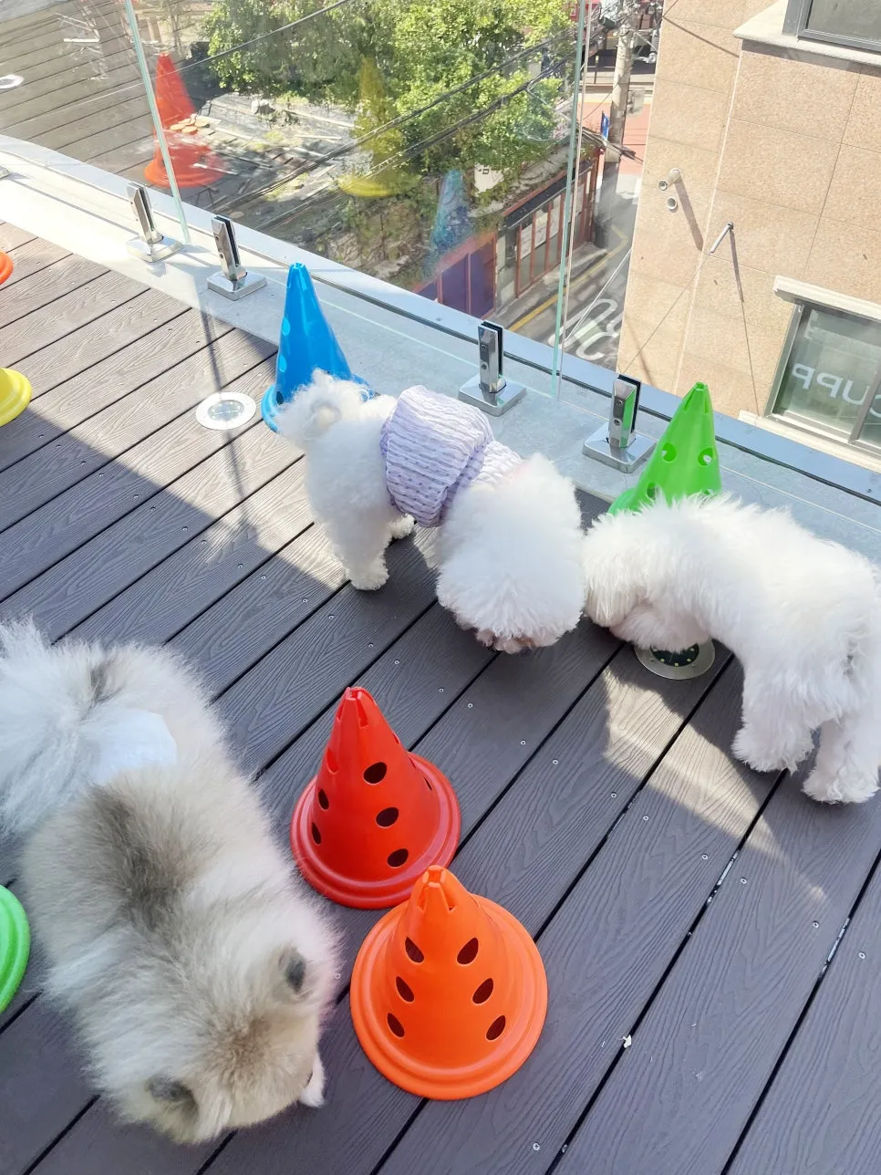 강남 켈리독 강아지유치원: 주2일 4만원으로 시작하는 행복 후기 — 사진 6