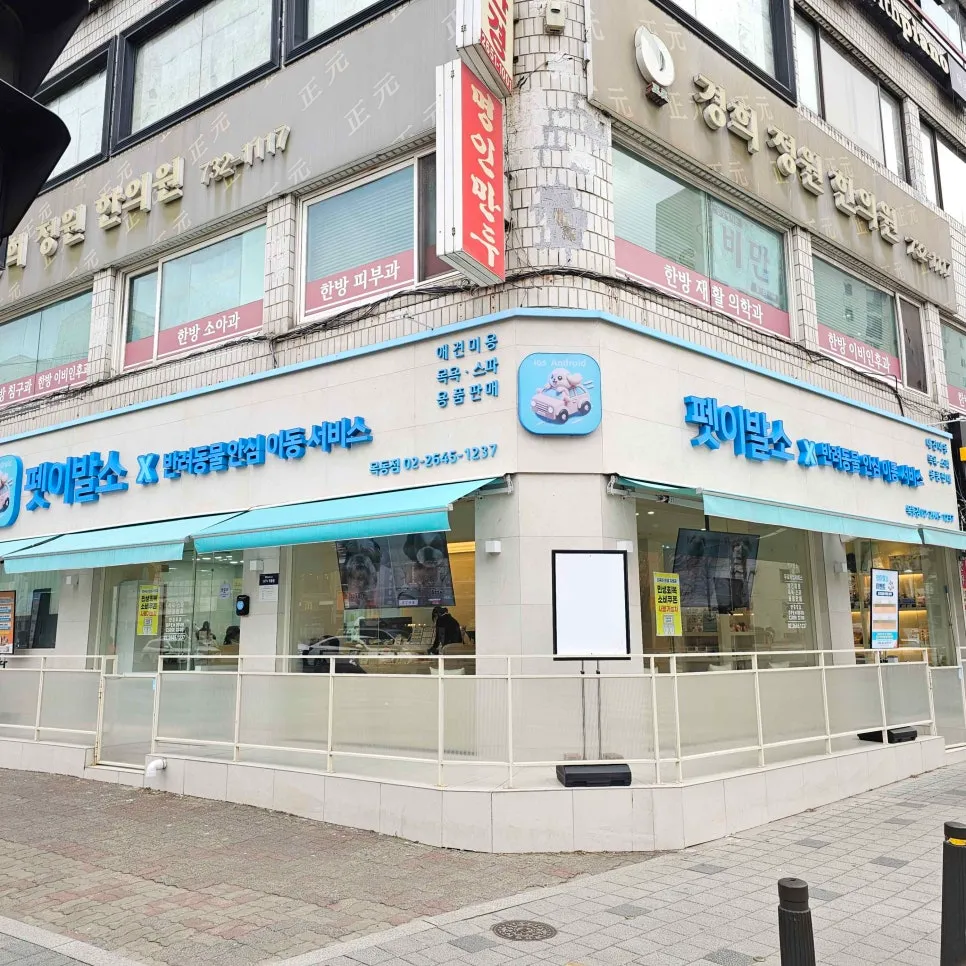 등촌동 푸들 작은 테디베어컷 비용 및 후기 — 사진 3