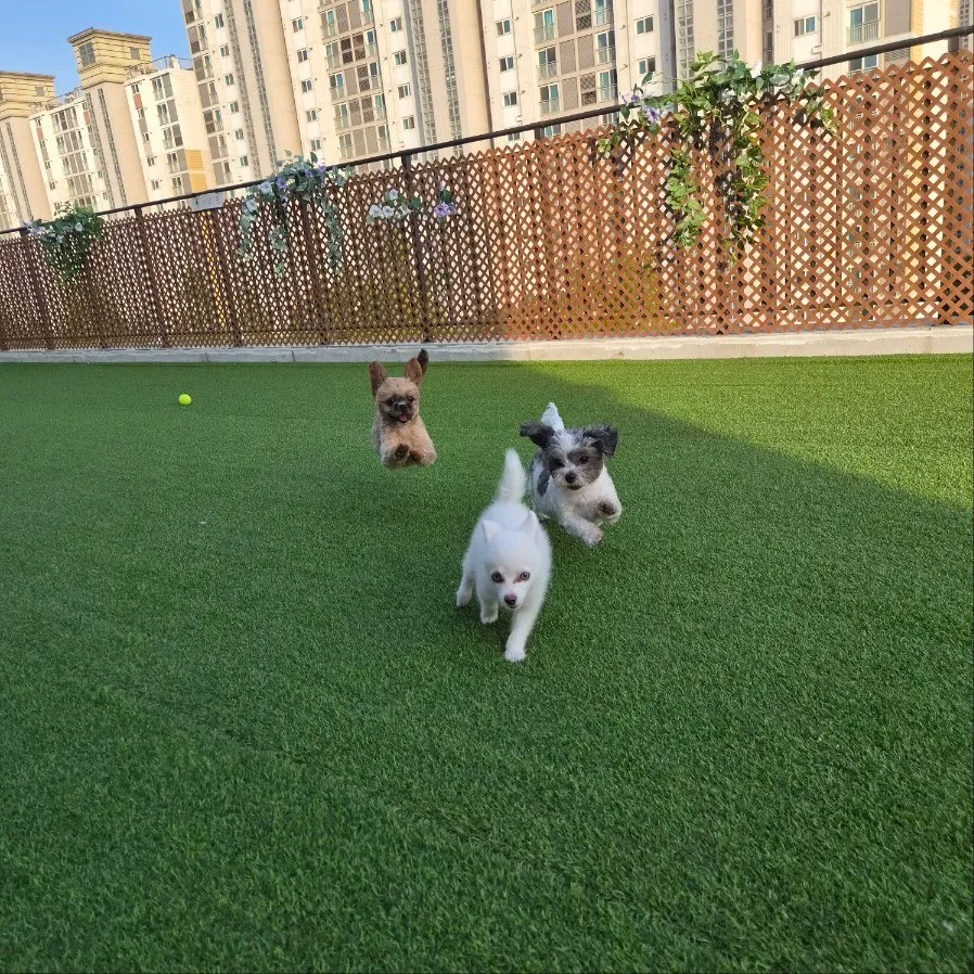 오산애견호텔 신라멍스, 다견가정 세 마리 안심 위탁 후기 — 사진 3