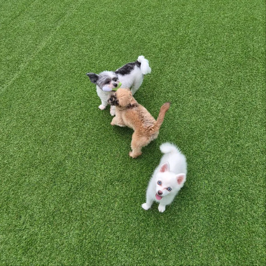 오산애견호텔 신라멍스, 다견가정 세 마리 안심 위탁 후기 — 사진 4