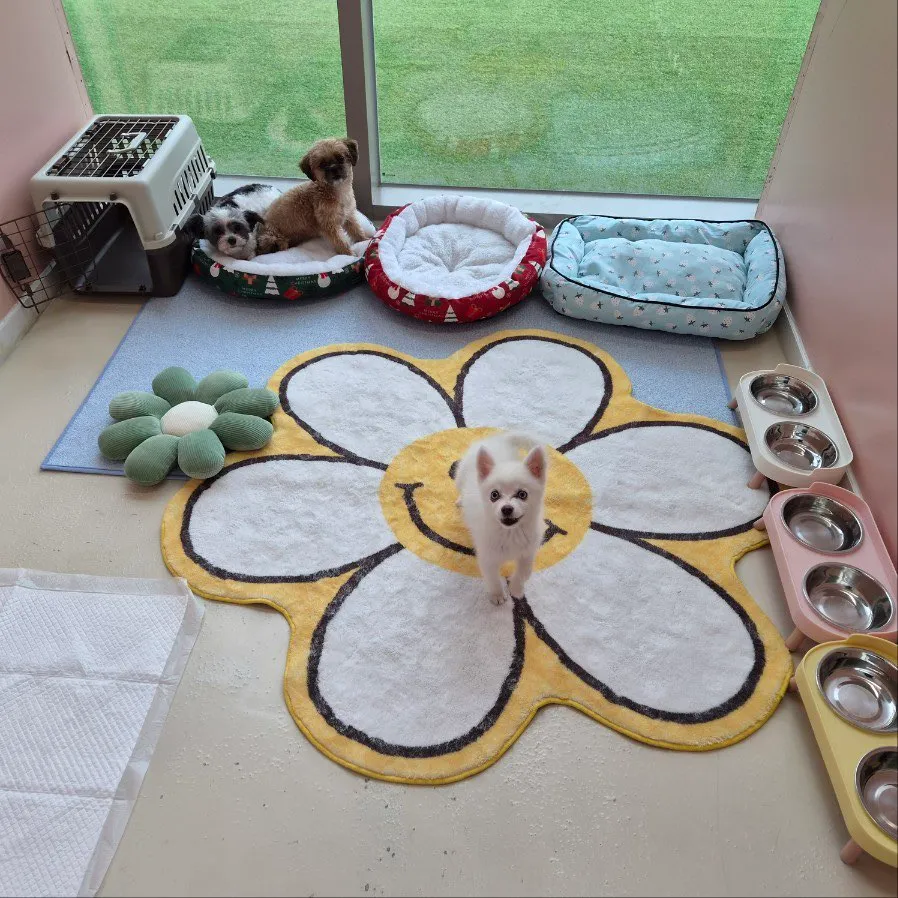 오산애견호텔 신라멍스, 다견가정 세 마리 안심 위탁 후기 — 사진 8