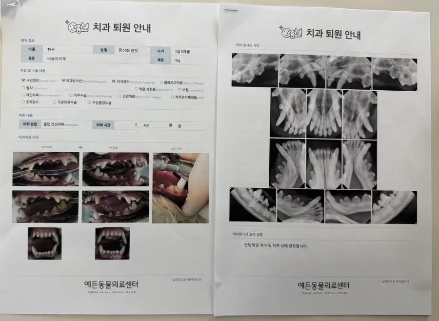 비숑 스케일링 후기 및 건강검진 비용: 예든동물의료센터