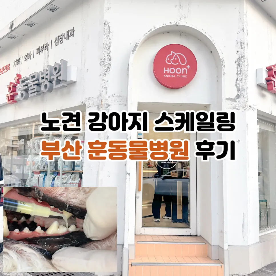 10살 노견 강아지 스케일링, 부산 훈동물병원 비용 및 후기