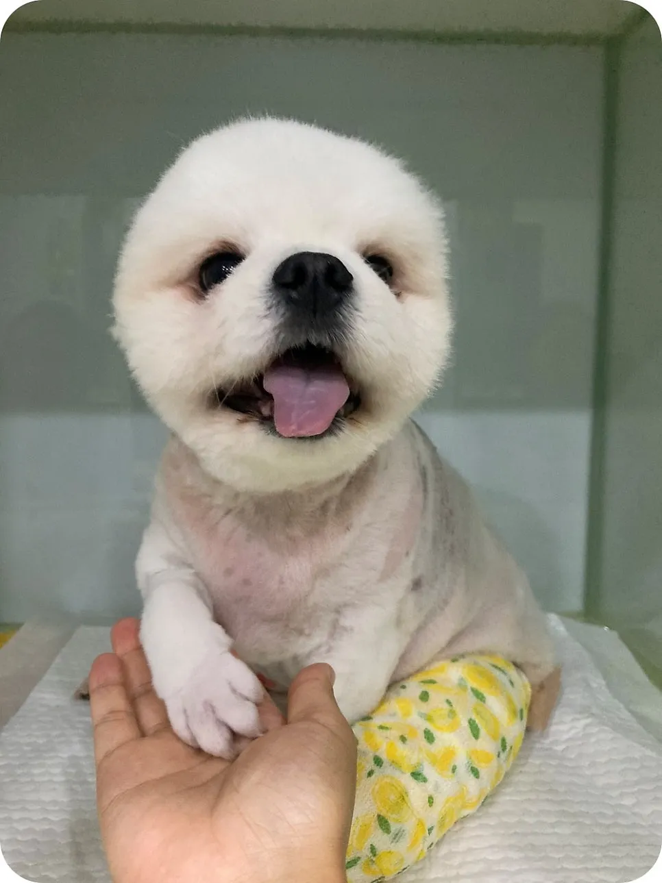 4세 포메라니안 슬개골 수술, 비용 및 회복 과정 상세 후기 — 사진 2