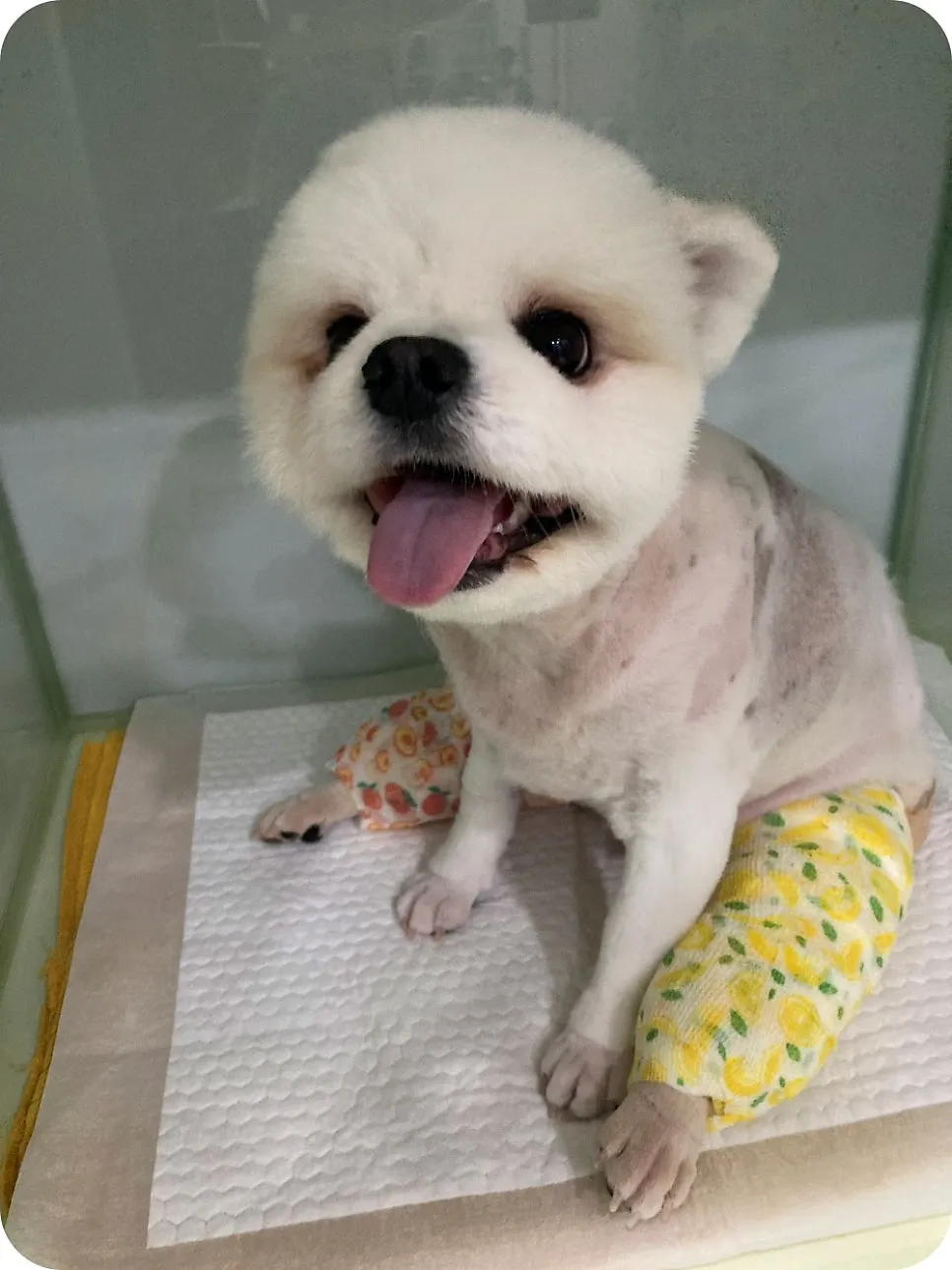 4세 포메라니안 슬개골 수술, 비용 및 회복 과정 상세 후기 — 사진 4