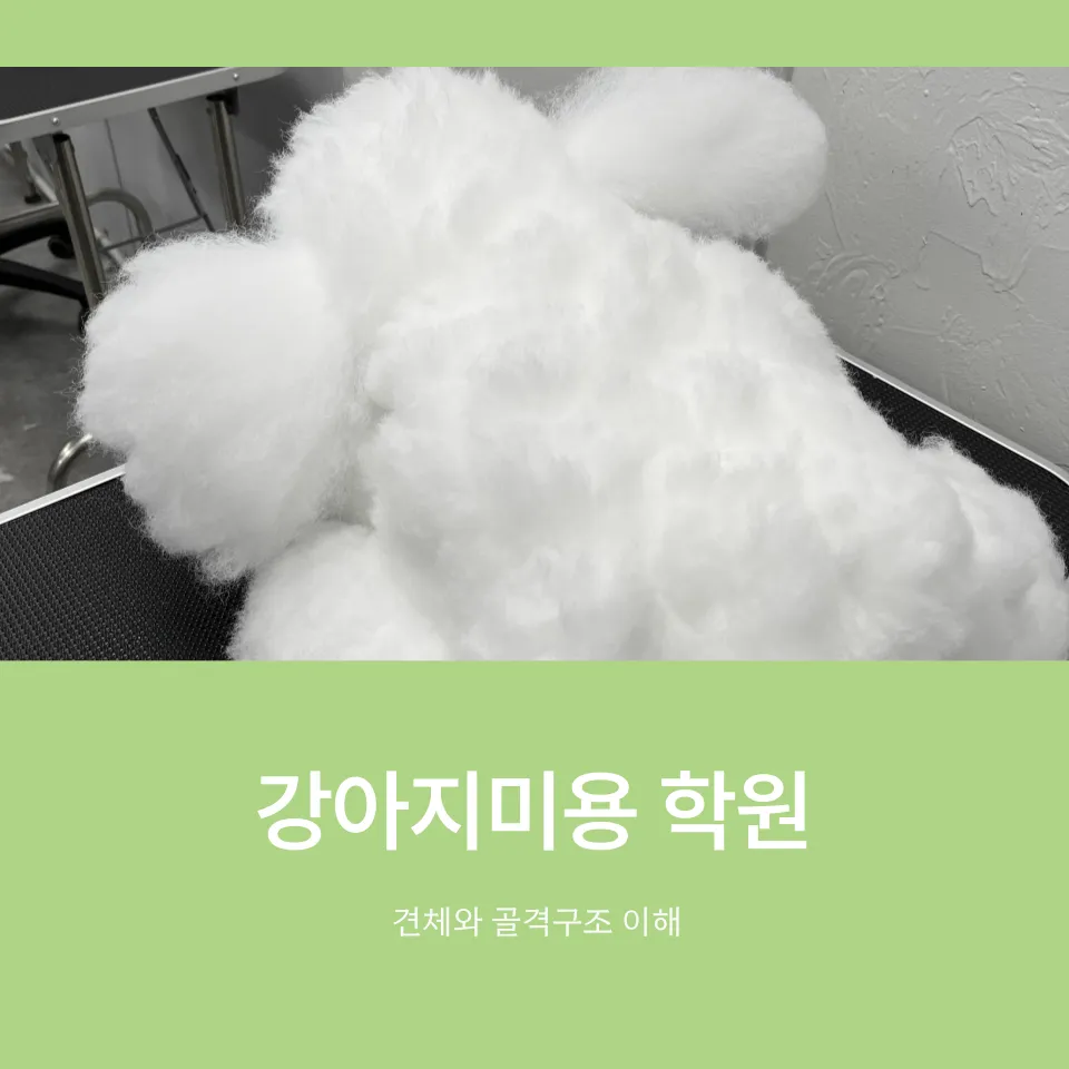 강아지미용 취업반, 실력 향상 및 취업 성공 후기 — 사진 6