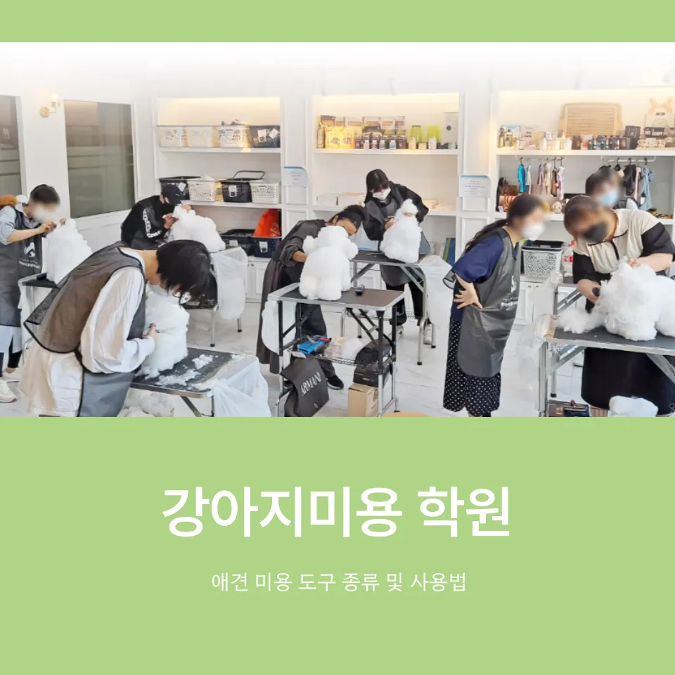 강아지미용 취업반, 실력 향상 및 취업 성공 후기 — 사진 7