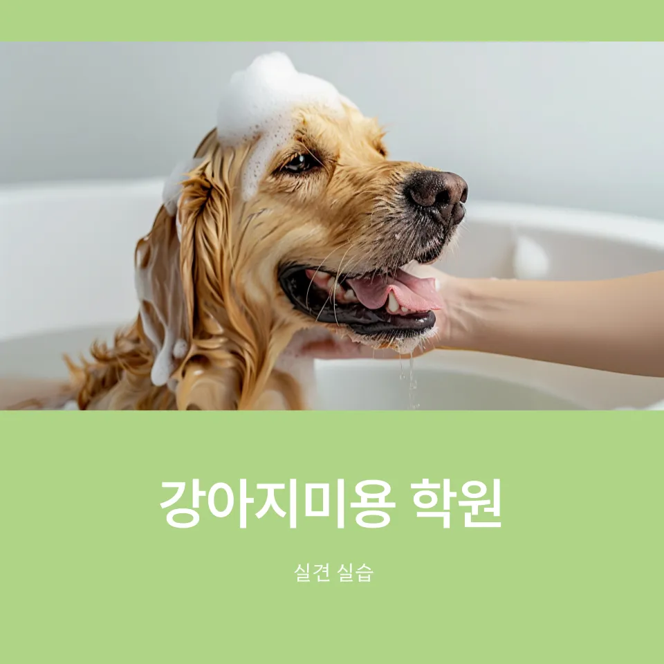 강아지미용 취업반, 실력 향상 및 취업 성공 후기 — 사진 9