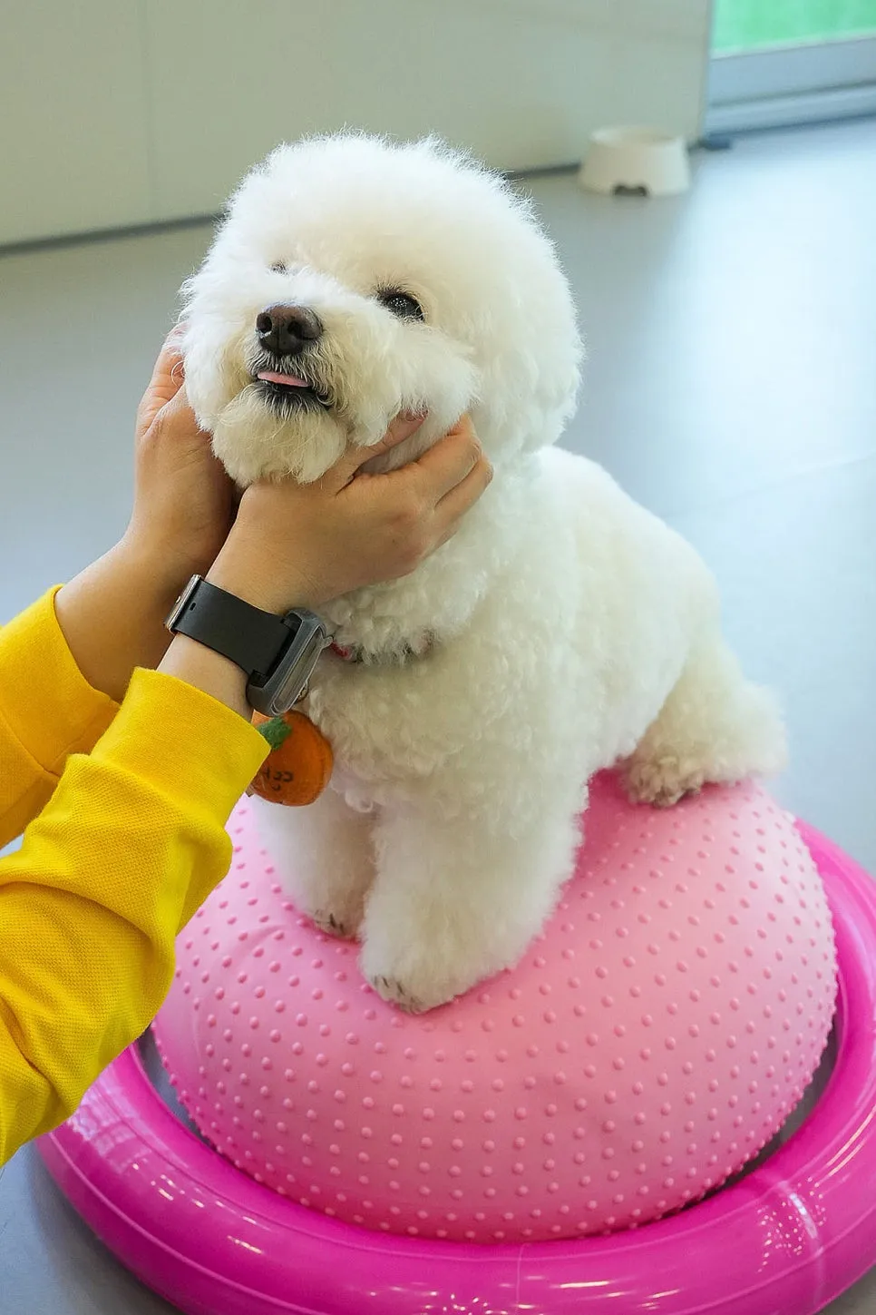 비숑 구월동 강아지유치원 옐레드 무료체험 솔직 후기 — 사진 5