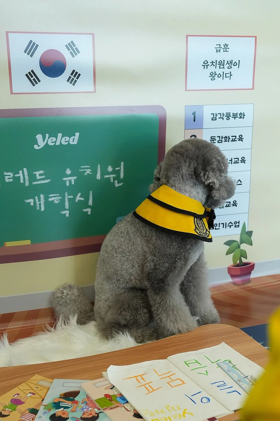 비숑 구월동 강아지유치원 옐레드 무료체험 솔직 후기 — 사진 8