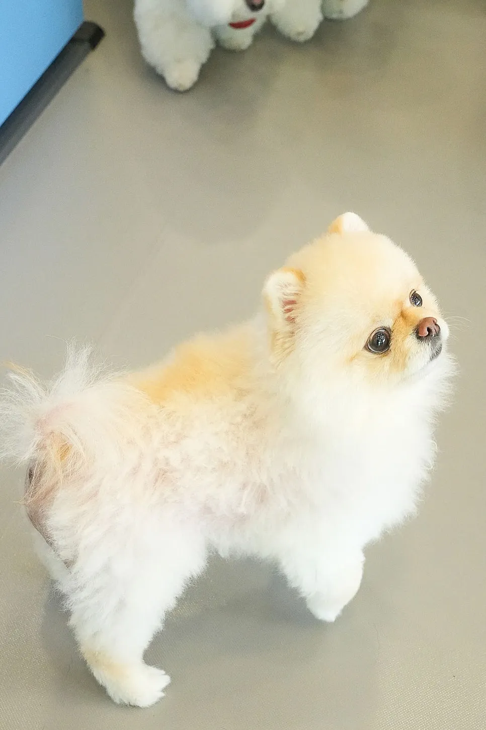 비숑 구월동 강아지유치원 옐레드 무료체험 솔직 후기 — 사진 11