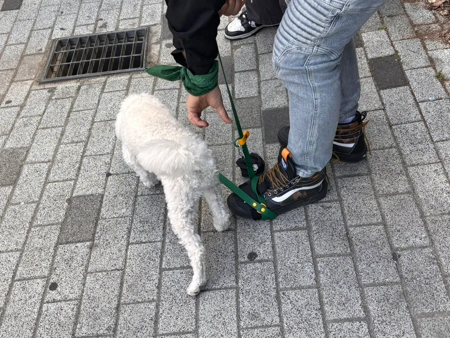 성동구 강아지 방문 훈련: 30년 경력 전문가와 문제 행동 개선 — 사진 5