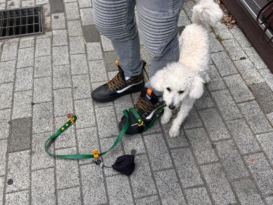 성동구 강아지 방문 훈련: 30년 경력 전문가와 문제 행동 개선 — 사진 6
