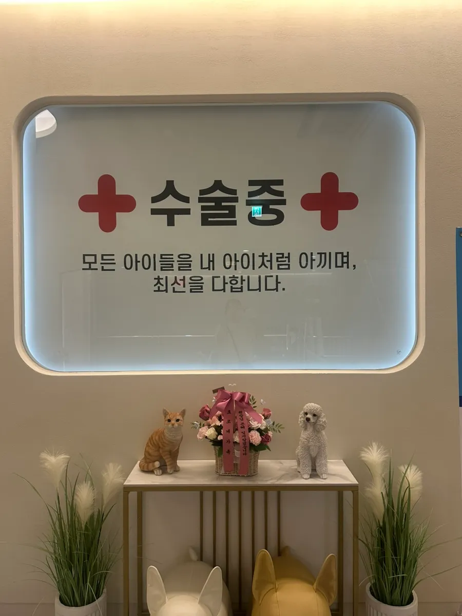 강아지 슬개골 수술 후기: 아리의 회복 과정과 비용 — 사진 4