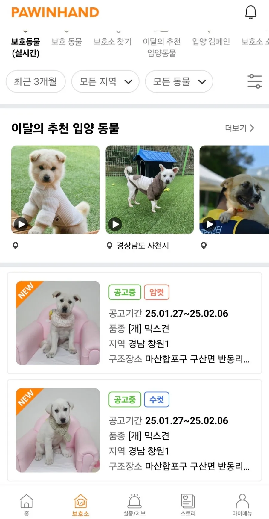 사천시 유기견 입양 후기: 포인핸드 앱으로 보리 만나기 — 사진 5