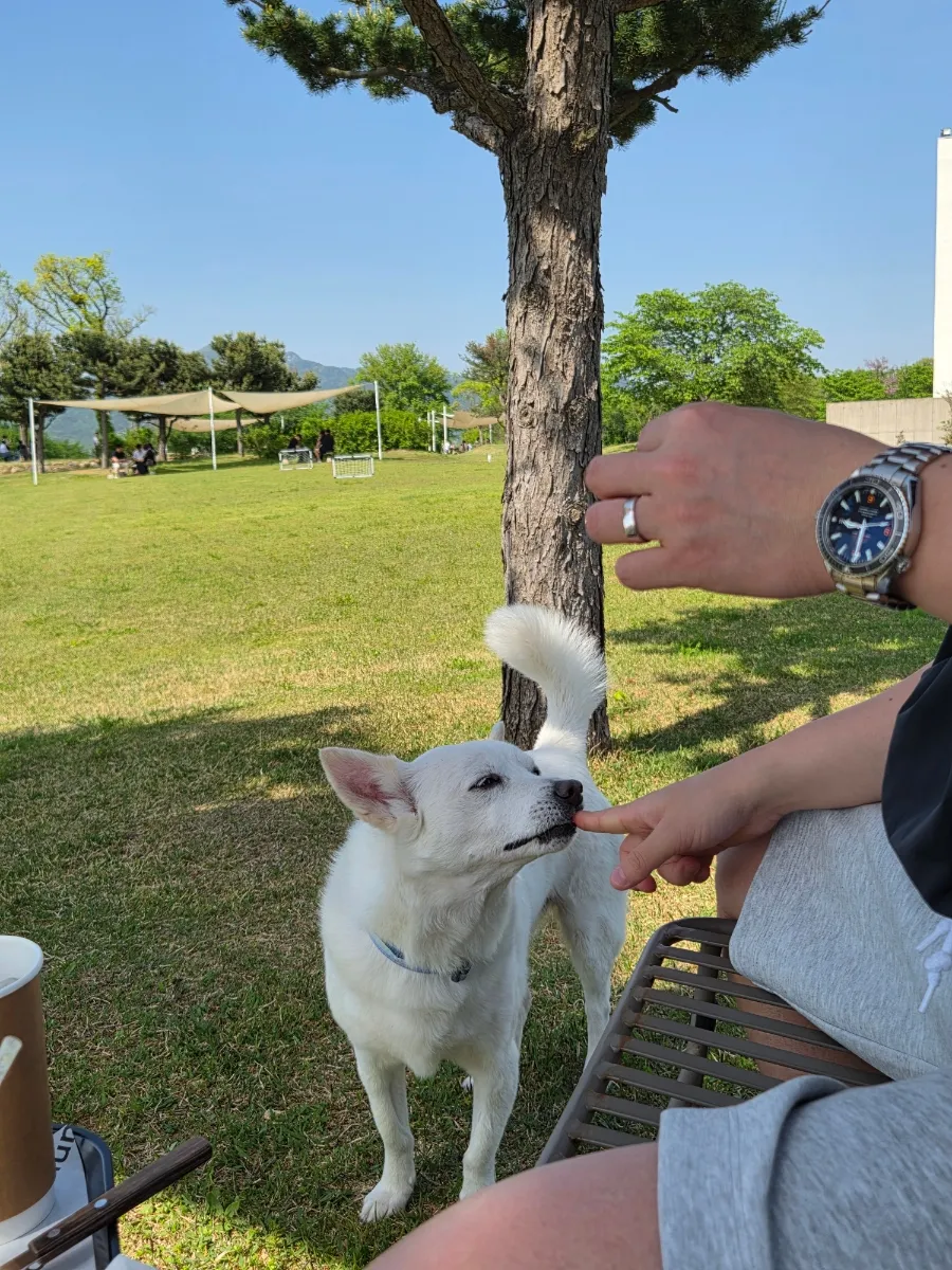 11살 노견 건강검진 항목 및 비용: YB동물병원 후기 — 사진 9